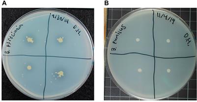 Identification of Plant Growth Promoting Bacteria Within Space Crop Production Systems